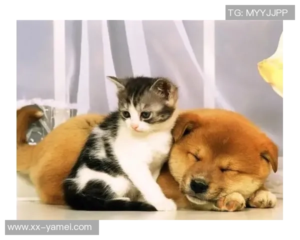 被麦卡甩后一个月他与我的朋友同居还带走了我的狗 被麦卡甩后一个月他与我的朋友同居还带走了我的狗